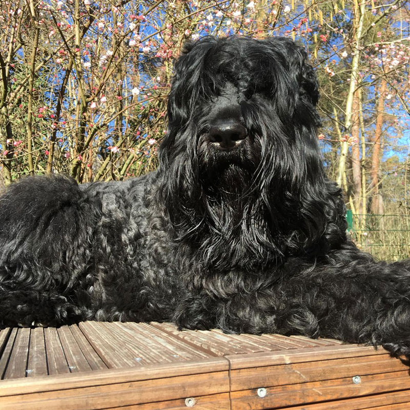 Jessie-header1-800x800