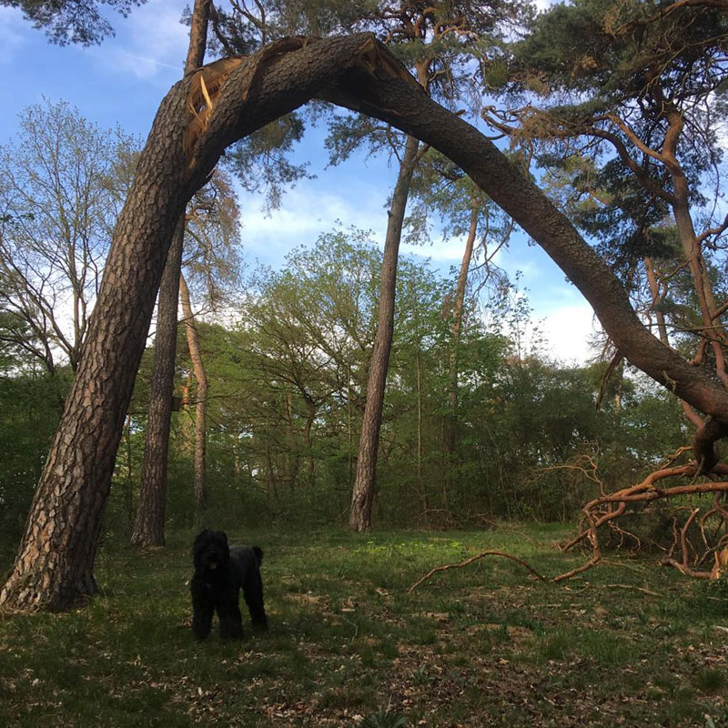 Jessie-header2-800x800