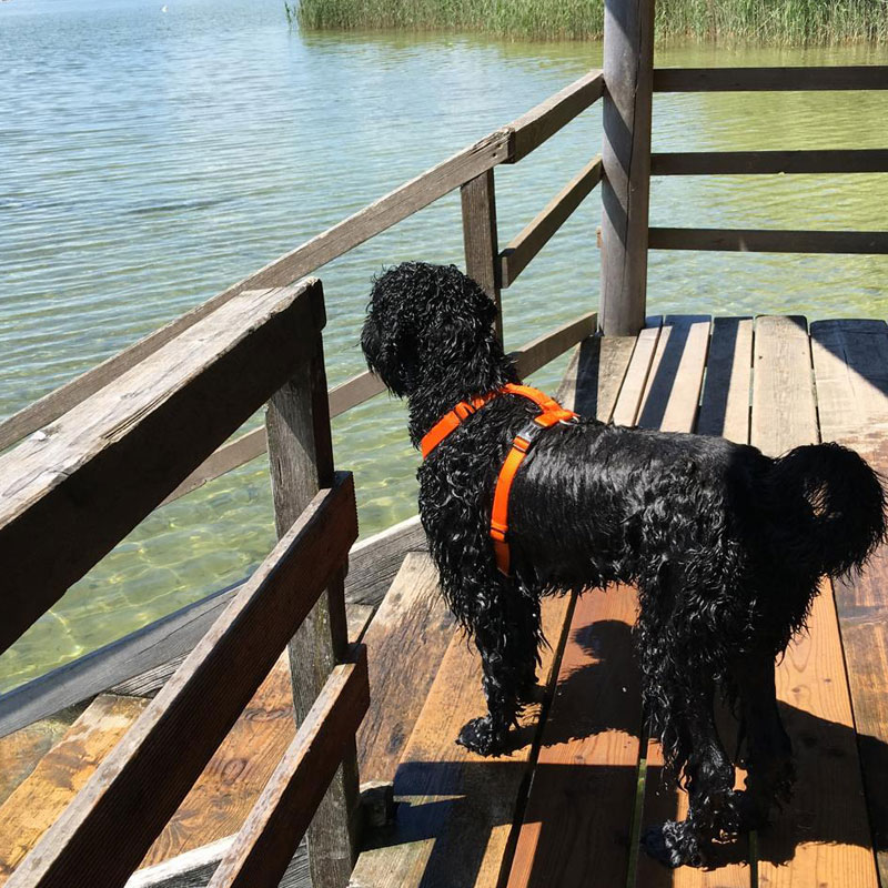 Jessie-header3-800x800