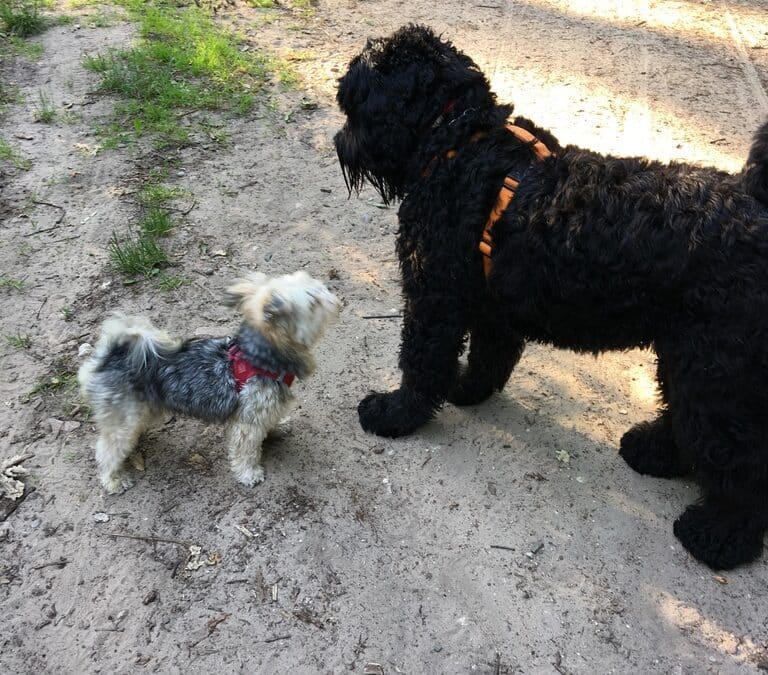 Jessie spielt mit Hunden