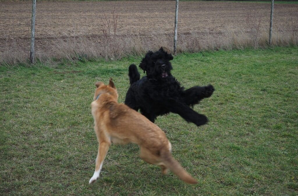 Jessie in der Hundeschule