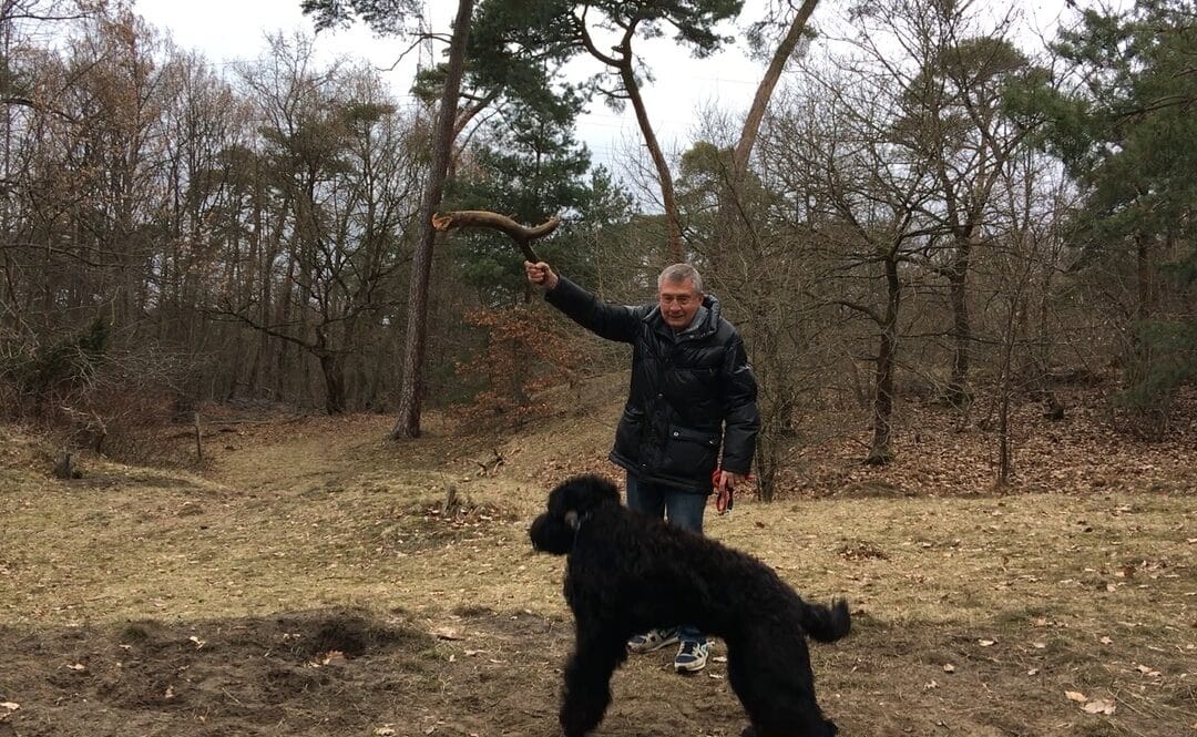 Jessie fängt Stöckchen